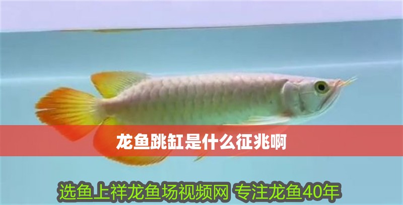 龍魚跳缸是什么征兆啊