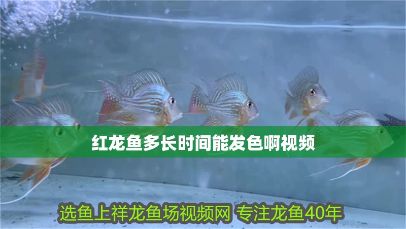 紅龍魚多長時間能發(fā)色啊視頻