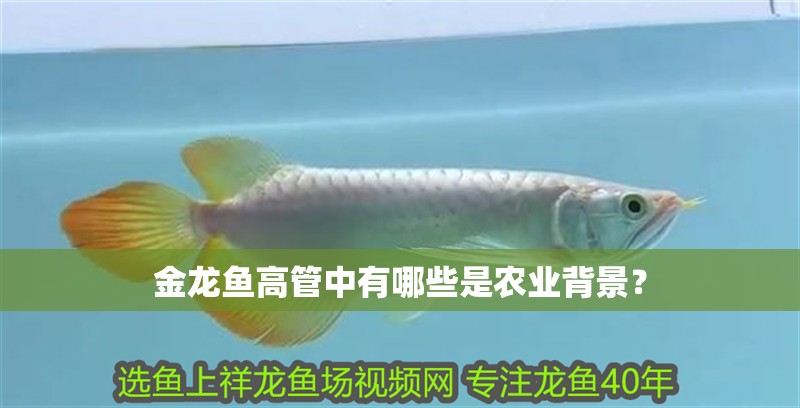 金龍魚高管中有哪些是農業背景？
