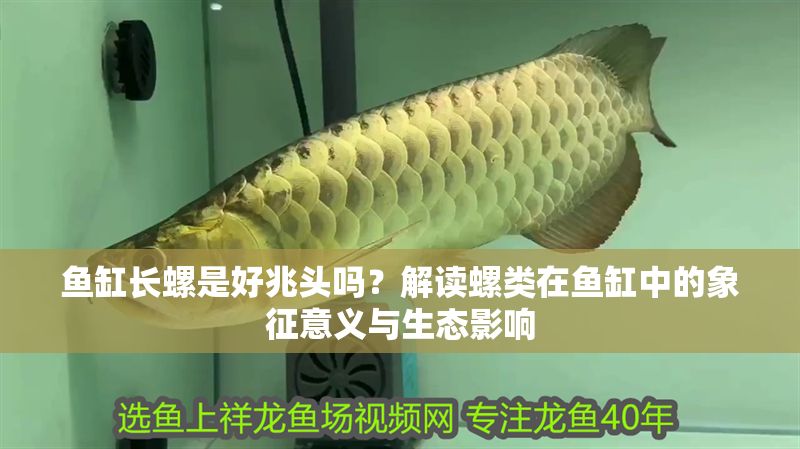 魚缸長螺是好兆頭嗎？解讀螺類在魚缸中的象征意義與生態影響