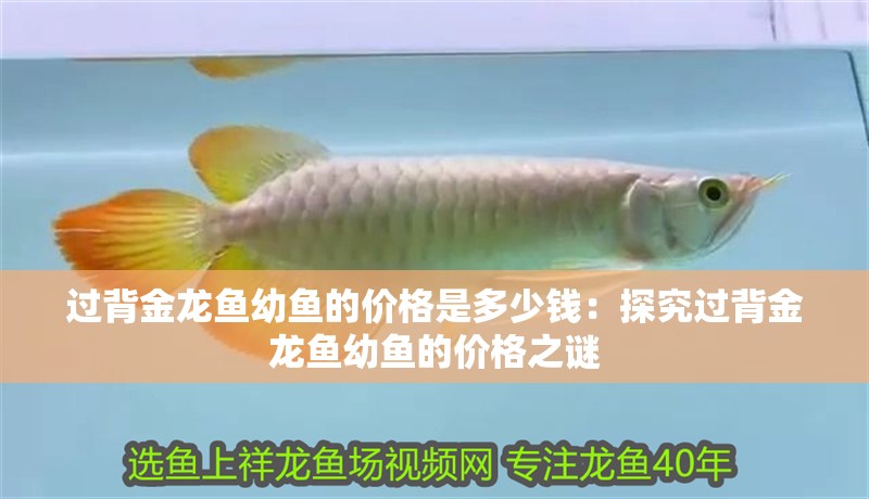 過背金龍魚幼魚的價格是多少錢：探究過背金龍魚幼魚的價格之謎