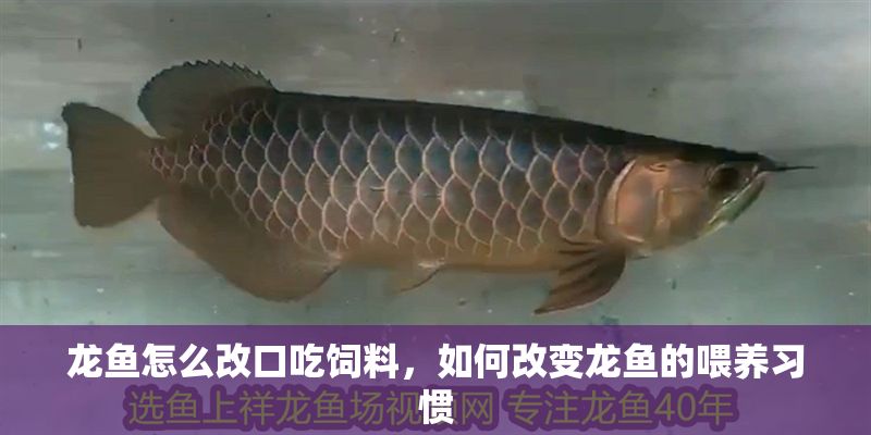 龍魚怎么改口吃飼料，如何改變龍魚的喂養習慣