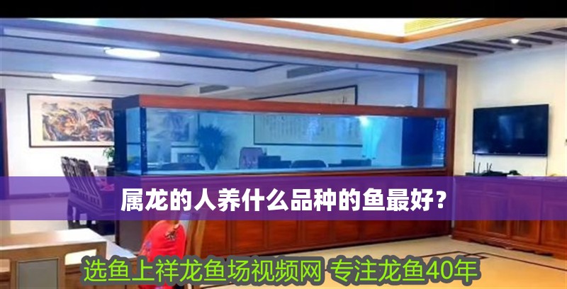 屬龍的人養(yǎng)什么品種的魚最好？