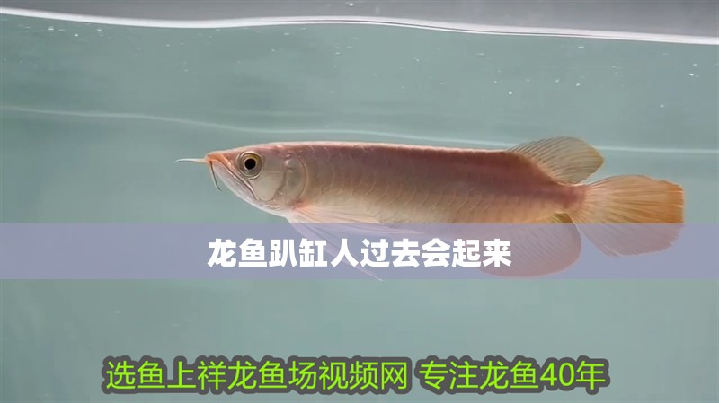 龍魚趴缸人過去會(huì)起來