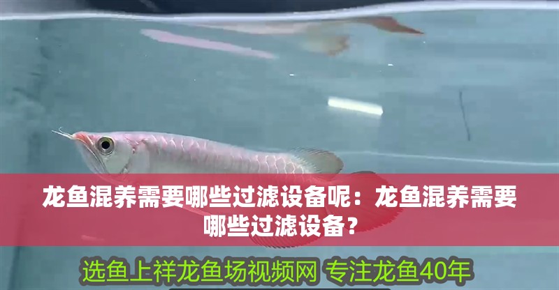 龍魚混養需要哪些過濾設備呢：龍魚混養需要哪些過濾設備？
