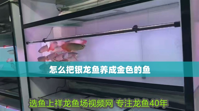 怎么把銀龍魚養成金色的魚