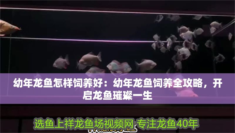 幼年龍魚怎樣飼養(yǎng)好：幼年龍魚飼養(yǎng)全攻略，開啟龍魚璀璨一生