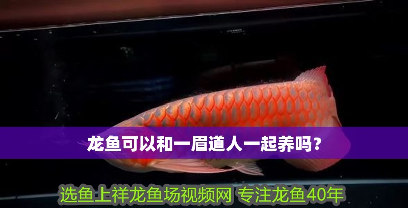 龍魚可以和一眉道人一起養(yǎng)嗎？