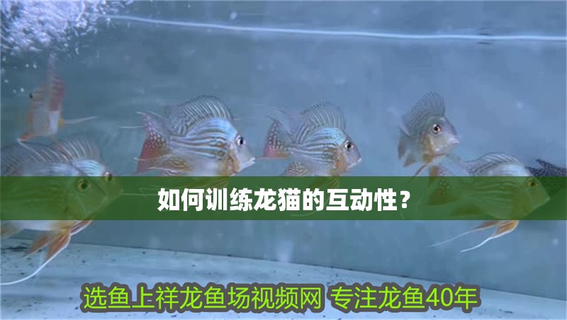 如何訓練龍貓的互動性？