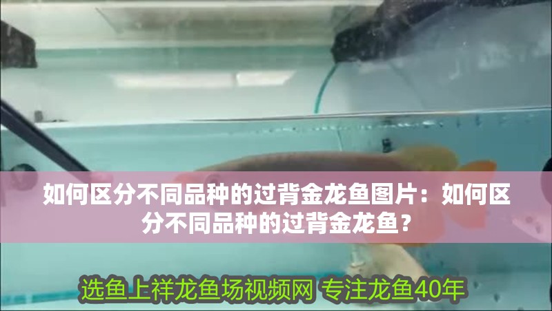 如何區分不同品種的過背金龍魚圖片：如何區分不同品種的過背金龍魚？