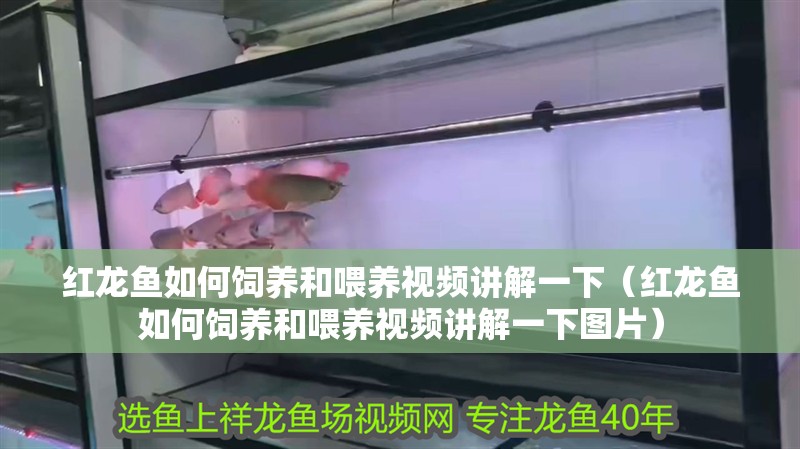 紅龍魚如何飼養(yǎng)和喂養(yǎng)視頻講解一下（紅龍魚如何飼養(yǎng)和喂養(yǎng)視頻講解一下圖片）