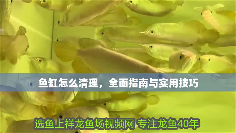 魚缸怎么清理，全面指南與實用技巧