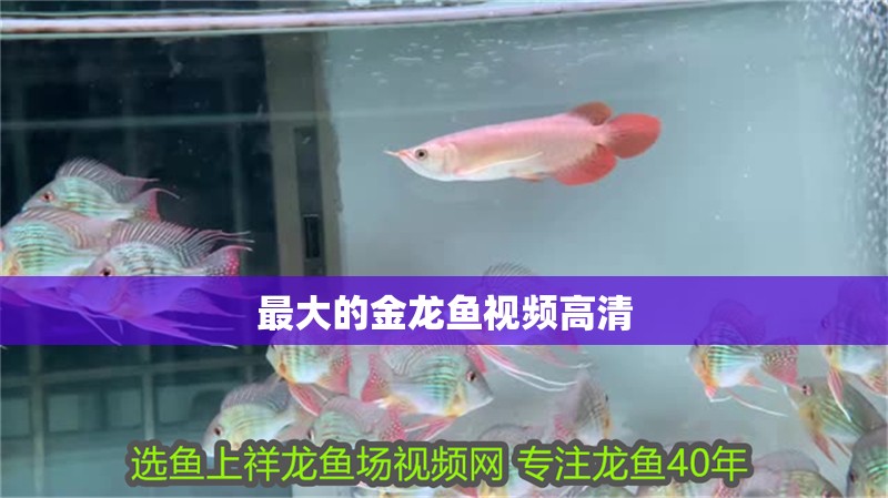 最大的金龍魚視頻高清