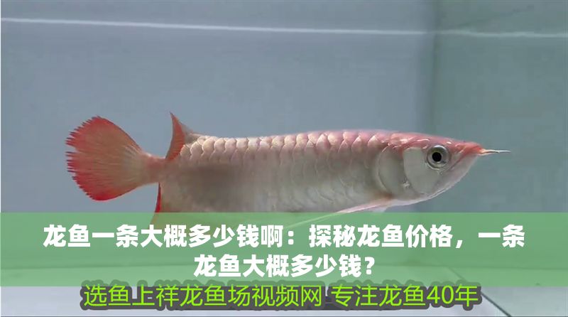 龍魚一條大概多少錢?。禾矫佚堲~價格，一條龍魚大概多少錢？