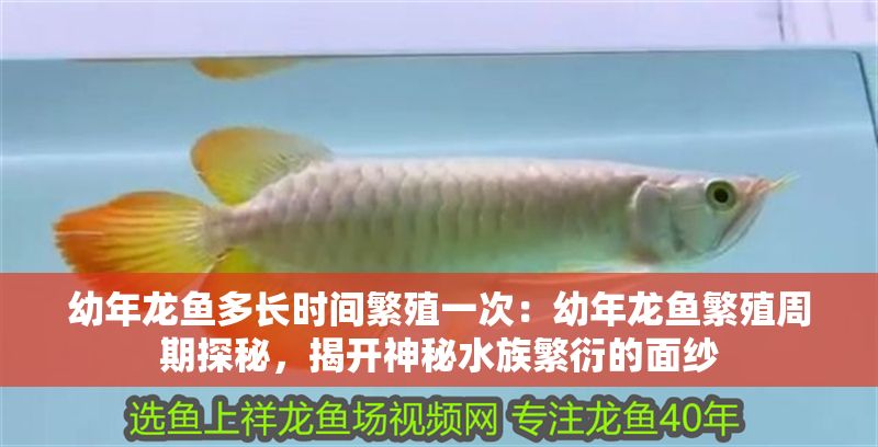 幼年龍魚多長時間繁殖一次：幼年龍魚繁殖周期探秘，揭開神秘水族繁衍的面紗