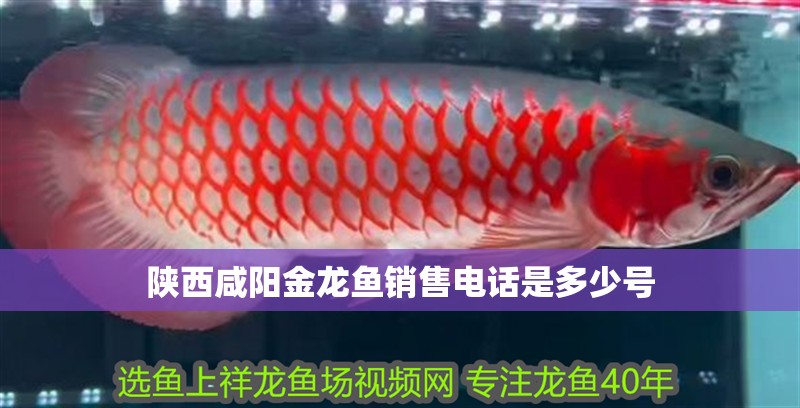 陜西咸陽金龍魚銷售電話是多少號