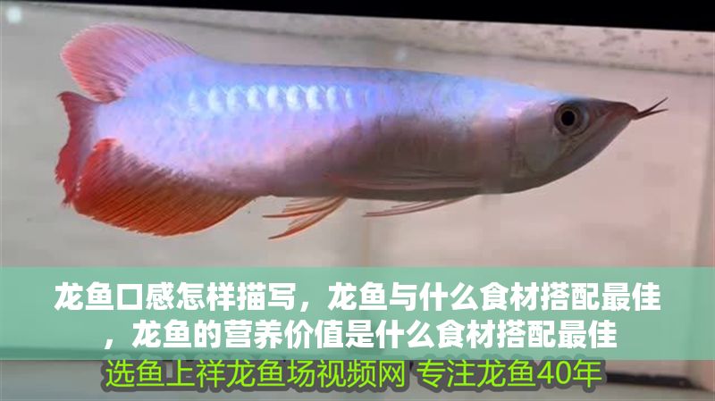 龍魚口感怎樣描寫，龍魚與什么食材搭配最佳，龍魚的營養價值是什么食材搭配最佳