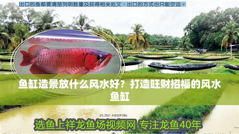 魚缸造景放什么風水好？打造旺財招福的風水魚缸