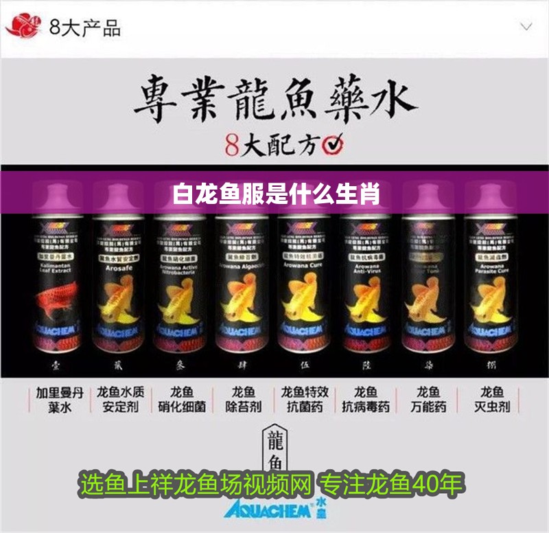 白龍魚服是什么生肖