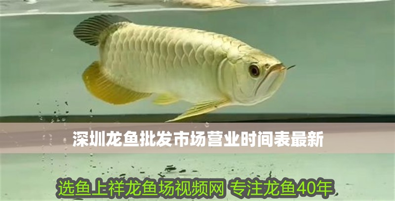 深圳龍魚(yú)批發(fā)市場(chǎng)營(yíng)業(yè)時(shí)間表最新