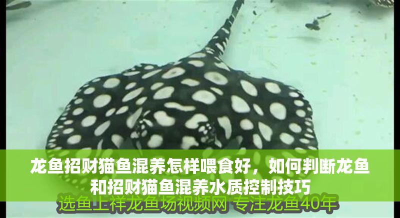 龍魚招財(cái)貓魚混養(yǎng)怎樣喂食好，如何判斷龍魚和招財(cái)貓魚混養(yǎng)水質(zhì)控制技巧