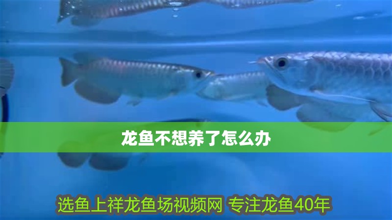 龍魚不想養(yǎng)了怎么辦