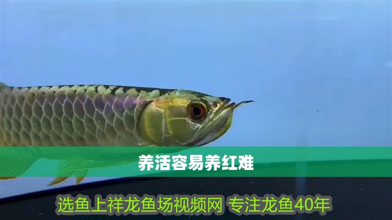 養(yǎng)活容易養(yǎng)紅難