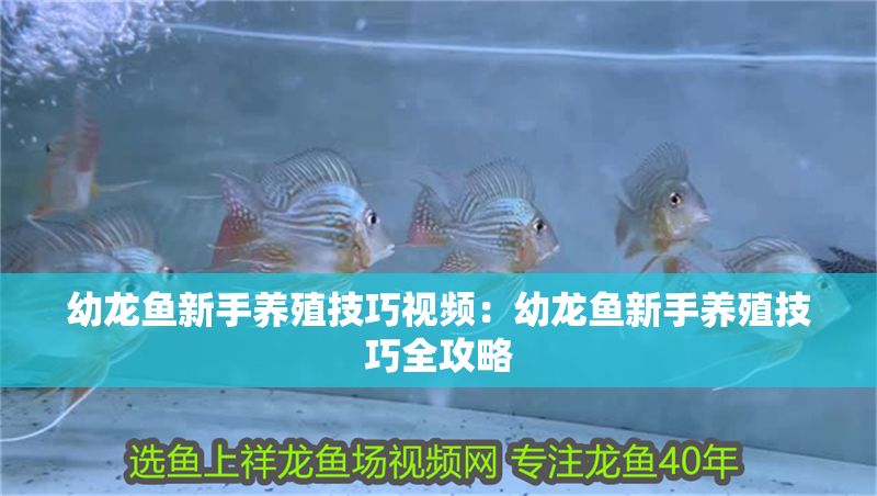 幼龍魚(yú)新手養(yǎng)殖技巧視頻：幼龍魚(yú)新手養(yǎng)殖技巧全攻略
