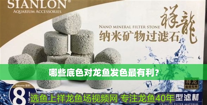 哪些底色對龍魚發色最有利？