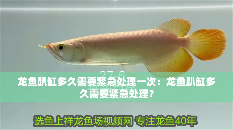 龍魚趴缸多久需要緊急處理一次：龍魚趴缸多久需要緊急處理？