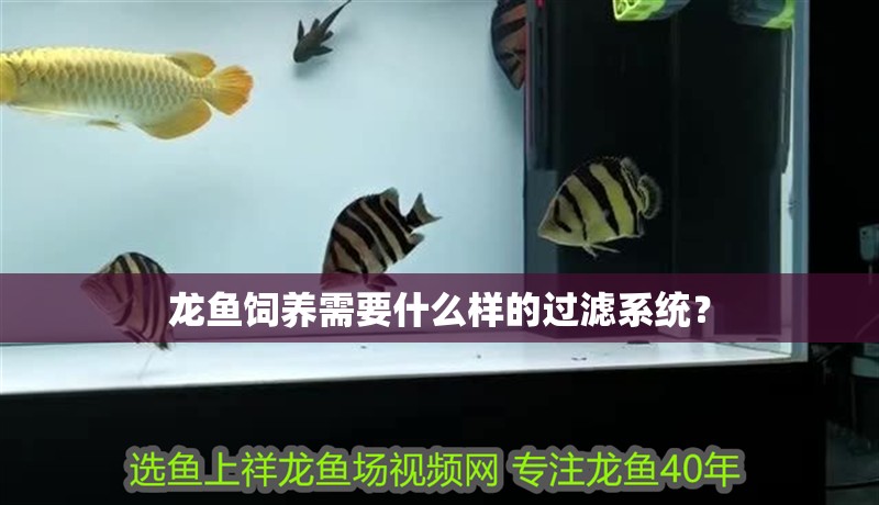 龍魚飼養(yǎng)需要什么樣的過濾系統(tǒng)？