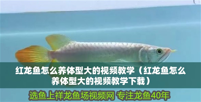 紅龍魚怎么養體型大的視頻教學（紅龍魚怎么養體型大的視頻教學下載）