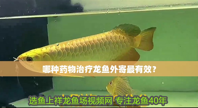 哪種藥物治療龍魚(yú)外寄最有效？