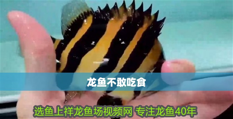龍魚不敢吃食