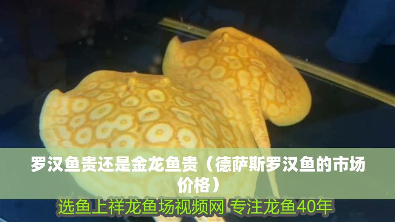 羅漢魚貴還是金龍魚貴（德薩斯羅漢魚的市場價格）