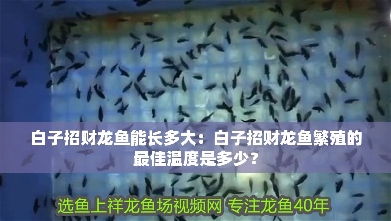 白子招財龍魚能長多大：白子招財龍魚繁殖的最佳溫度是多少？