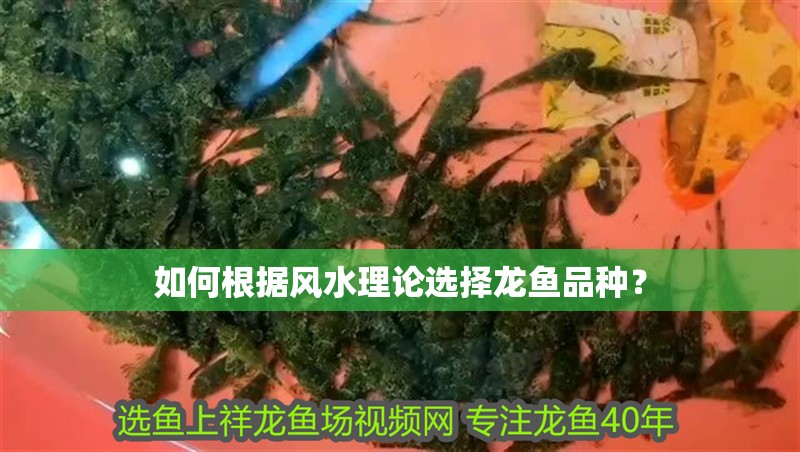 如何根據風水理論選擇龍魚品種？