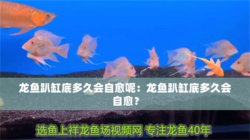 龍魚趴缸底多久會自愈呢：龍魚趴缸底多久會自愈？