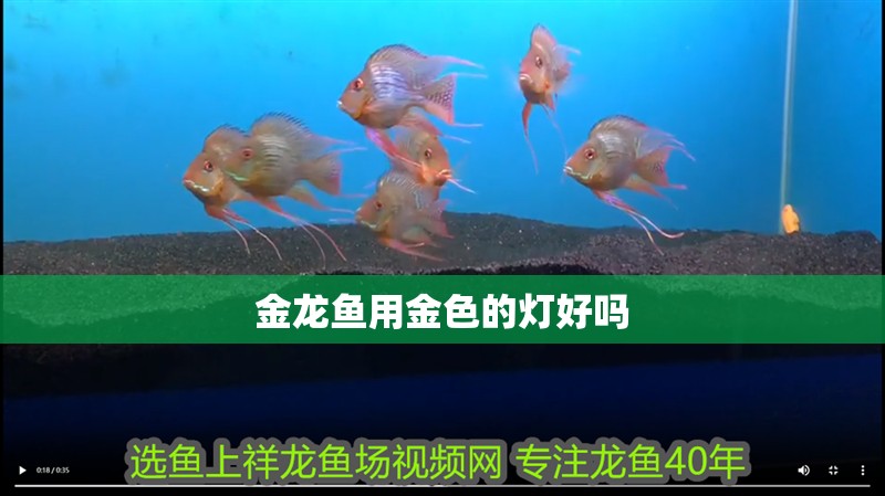 金龍魚用金色的燈好嗎