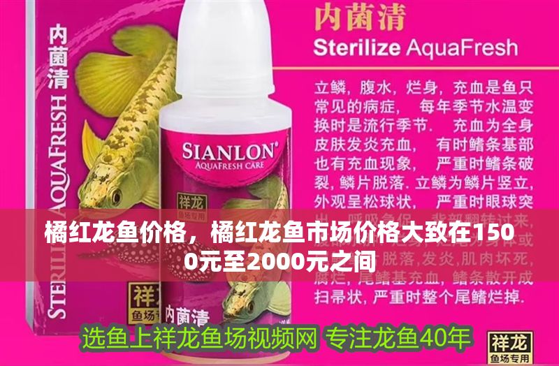 橘紅龍魚價(jià)格，橘紅龍魚市場價(jià)格大致在1500元至2000元之間