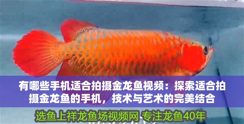 有哪些手機適合拍攝金龍魚視頻：探索適合拍攝金龍魚的手機，技術與藝術的完美結合