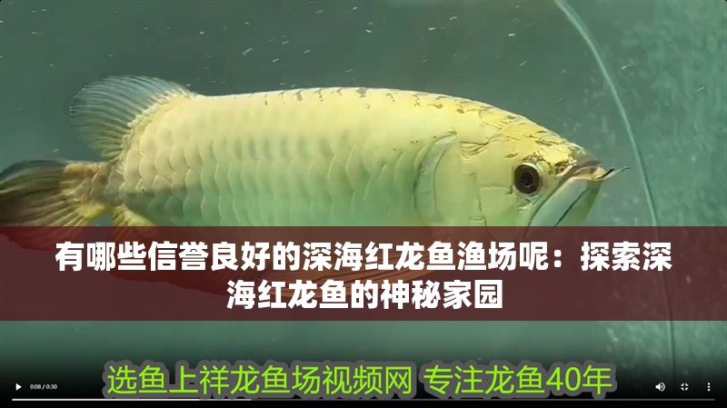 有哪些信譽良好的深海紅龍魚漁場呢：探索深海紅龍魚的神秘家園