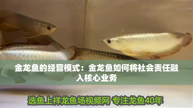 金龍魚的經營模式：金龍魚如何將社會責任融入核心業務