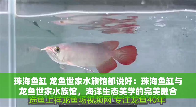 珠海魚缸 龍魚世家水族館都說好：珠海魚缸與龍魚世家水族館，海洋生態美學的完美融合