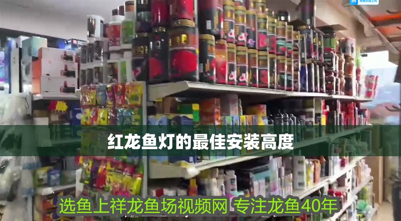 紅龍魚燈的最佳安裝高度
