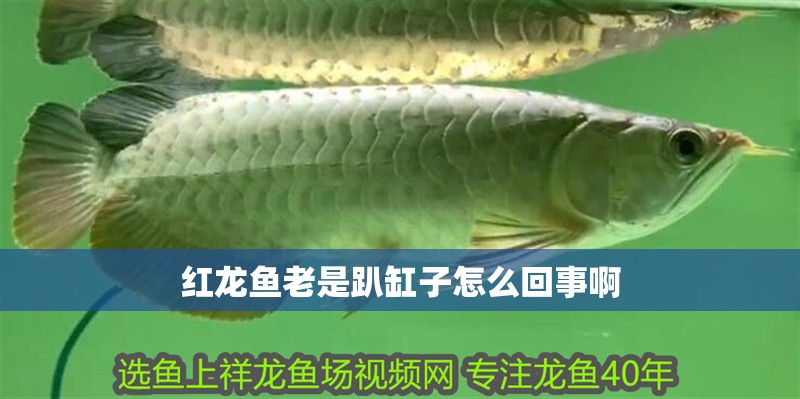 紅龍魚(yú)老是趴缸子怎么回事啊