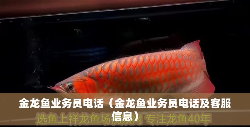 金龍魚業務員電話（金龍魚業務員電話及客服信息）
