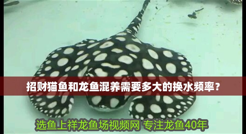 招財貓魚和龍魚混養需要多大的換水頻率？