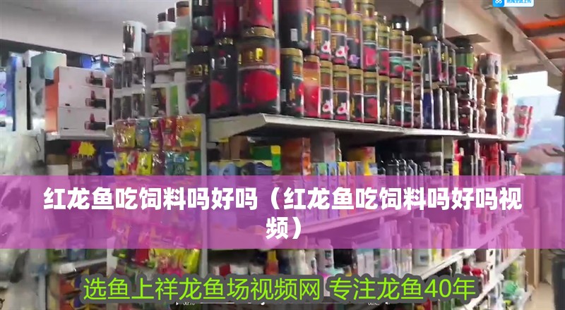 龍魚干蝦有營養嗎 紅龍魚吃飼料嗎好嗎(紅龍魚吃飼料嗎好嗎視頻) 龍魚百科 紅龍魚吃飼料嗎好嗎(紅龍魚吃飼料嗎好嗎視頻) 紅龍魚吃飼料嗎好嗎(紅龍魚吃飼料嗎好嗎視頻) 龍魚百科