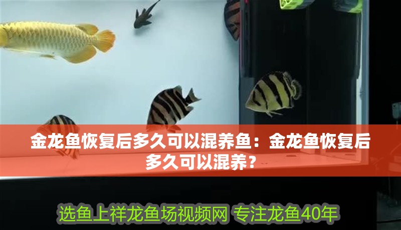 金龍魚恢復后多久可以混養魚：金龍魚恢復后多久可以混養？